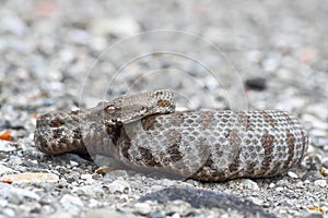 Full length blunt nosed viper on ground