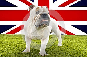 Full-length of British Bulldog standing in front of Union Jack