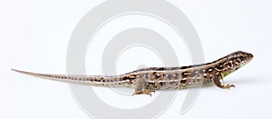 Full length brown sand lizard Lacerta agilis Linnaeus isolated