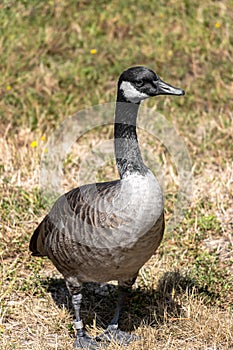 Full length of Canada goose standing on the grass
