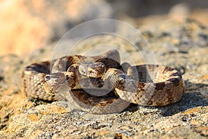 Full length cat snake looking at the camera