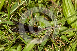 A full length close up macro lens image of an adult Carolina mantis