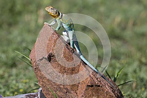 Full length eastern collared lizard