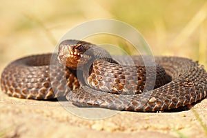 Full length european adder