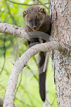 Full length fisher in portrait