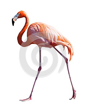 Full Length of Flamingo over white