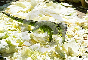 Full length of green iguana