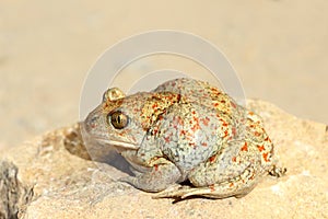 Full length image of garlic toad