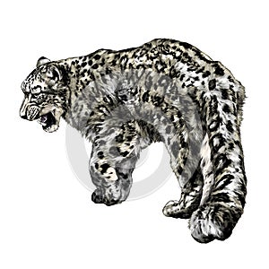 Full-length Jaguar walking backwards tail close-up