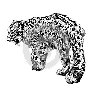 Full-length Jaguar walking backwards tail close-up