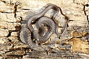 Full length juveline aesculapian snake photo
