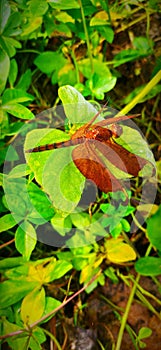 Full length leaf insect close up