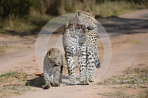 Full length leopard and cub on a gravel road