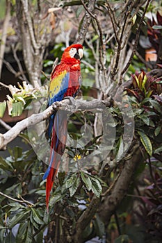 Full length of a macaw bird sitting in a tree in the jungle