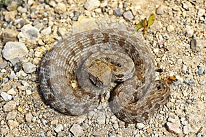 Full length Macrovipera lebetina schweizeri in natural habitat photo