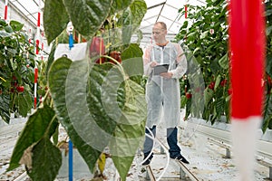 Full length of male researcher using tablet computer while examining bell pepper plants in greenhouse
