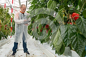 Full length of male scientist using digital tablet while standing by bell pepper plants in greenhouse