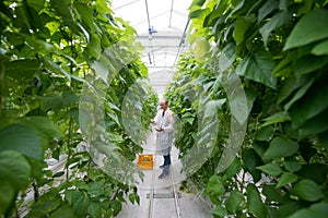 Full length of male worker picking green beans while standing am