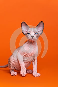 Full length portrait of Canadian Sphynx Cat of seal mink and white color sitting orange background