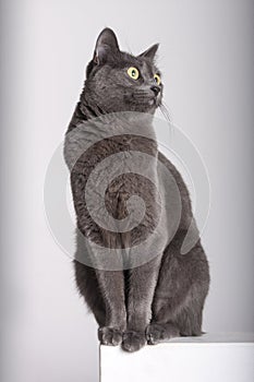 Full-length portrait of a cat-like Carthusian / Blue Russian. Grey coat