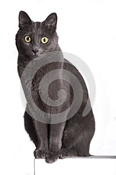Full-length portrait of a cat-like Carthusian / Blue Russian. Grey coat photo