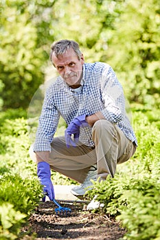 Senior Man Gardening