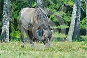 Full length portrait of grazing tarpan horse at green forest background