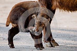 Full length portrait of a mishmi takin young man scratching his face