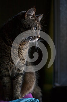 A full-length portrait in profile of a gray gorgeous mustached cat with green eyes