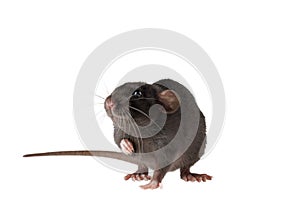 Full length portrait of a rat. Mouse isolated on white background for lettering and header