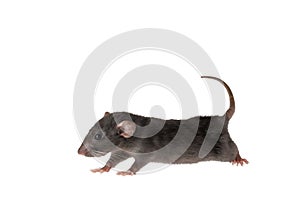 Full length portrait of a rat. Mouse isolated on white background for lettering and header