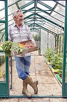 Full Length Portrait Of Senior Man Holding Box Of Home Grown Vegetables In Greenhouse