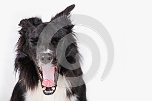 Full length portrait of tired purebred Border Collie dog yawning isolated on white background with copy space. Bored black and