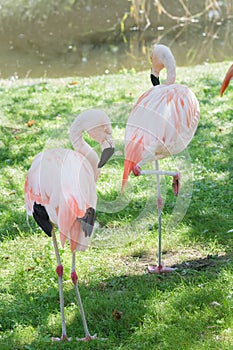 Full length portrait of two Chilean flamingos preening itself