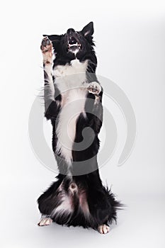 Full length portrait of well trained cute border collie dog showing tricks standing on two paws one ear bent looking away isolated