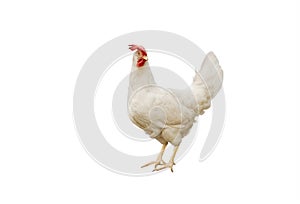 Full-length portrait of a white hen with a red comb