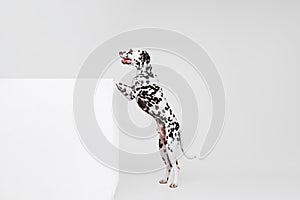 Full-length portrait of young beautiful Dalmatian dog posing isolated over gray studio background. Concept of breed, vet