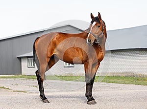 full length portrait of a young red horse