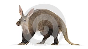 Aardvark, orycteropus afer, standing on white background
