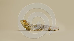 Full length profile of Lizards Bearded agama or Pogona vitticeps isolated at beige background in studio. Scaled dragon