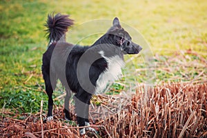 Full length profile portrait, curious border collie dog looking focused ahead standing outdoors near lake reed vegetation. Spring