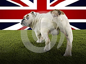 Full length rear view of British Bulldog walking towards Union Jack