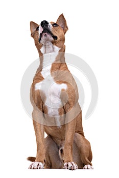 Full-length red American Staffordshire terrier isolated on a white background. Bottom view. Red American Pit Bull Terrier. Mixed b