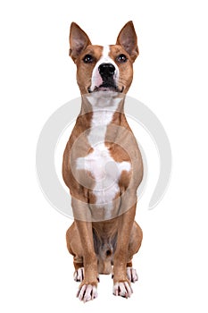 Full-length red American Staffordshire terrier isolated on a white background. Red American Pit Bull Terrier.