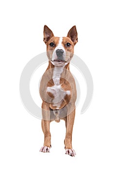 Full-length red American Staffordshire terrier isolated on a white background. Red American Pit Bull Terrier. Mixed breed