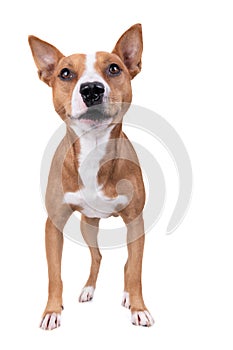 Full-length red American Staffordshire terrier isolated on a white background. Red American Pit Bull Terrier. Mixed breed. Masculi