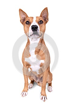 Full-length red American Staffordshire terrier isolated on a white background. Red American Pit Bull Terrier. Mixed breed. Masculi