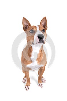 Full-length red American Staffordshire terrier isolated on a white background. View from above. Red American Pit Bull Terrier. Mix