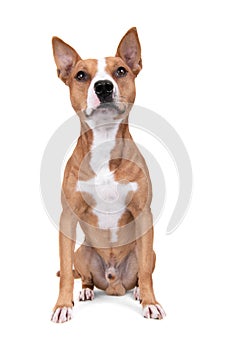 Full-length red American Staffordshire terrier with orange ball isolated on a white background. Red American Pit Bull Terrier. Mix