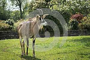 Full length roan antelope